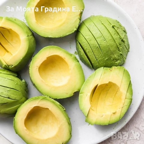 Авокадо , снимка 3 - Градински цветя и растения - 53636003