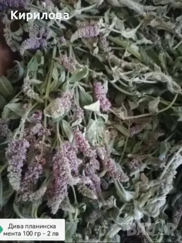 жълт кантарион, снимка 3 - Други - 50226262