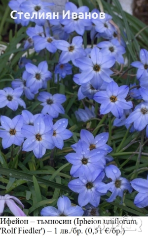 Ифейон – тъмносин (Ipheion uniflorum 'Rolf Fiedler') – луковици