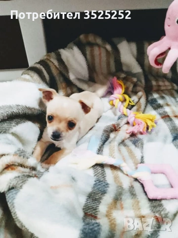 МОМЧЕНЦЕ  КОЕТО  ЩЕ ОСТАНЕ С ДЖОБНИ РАЗМЕРИ НА 2 М.  С 1-ВА  ВАКСИНА !, снимка 3 - Пинчер - 53132853