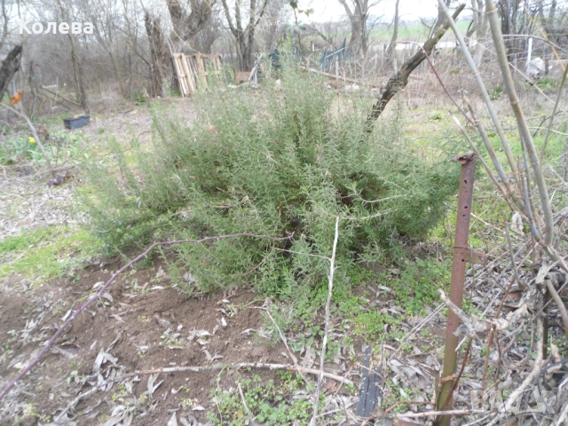 Подправка Розмарин, снимка 3 - Градински цветя и растения - 53731300