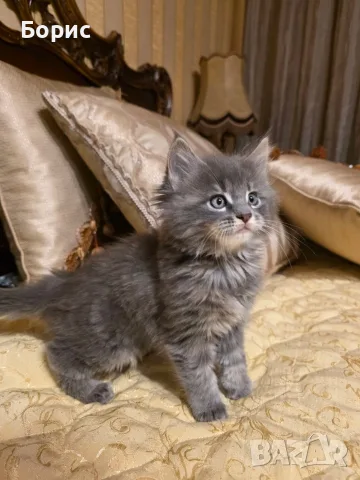 Мейн куун котета