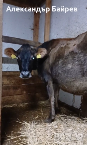 Джерсей , снимка 1