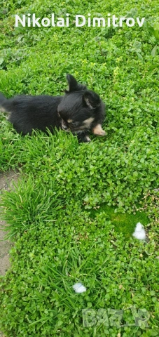 Момиче чихуа дългокосместо