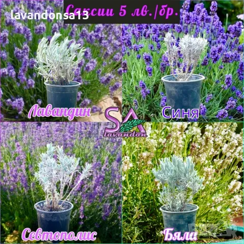 Разсад маслодайни рози, снимка 16 - Градински цветя и растения - 42641069