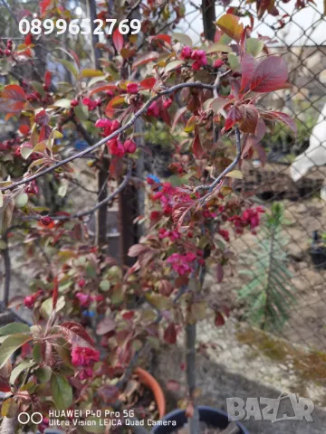 Декоративна червена ябълка Малус. 130 см, снимка 2 - Разсади - 50339071