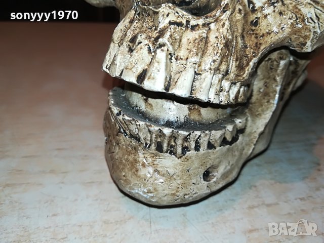 ЧЕРЕП ОТ ГЕРМАНИЯ 3112222029, снимка 11 - Антикварни и старинни предмети - 39152242