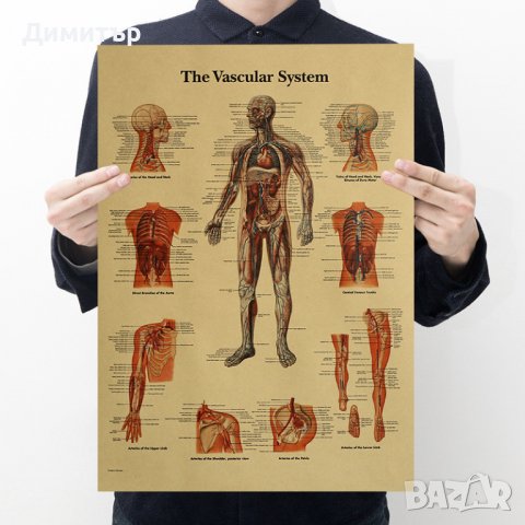 Постер постери плакат Кръвоносна съдова система 35/51см.