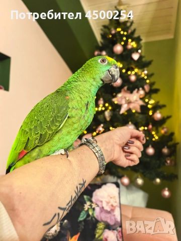 Шестмесечна женска амазона (с клетка), снимка 2 - Папагали - 52708916