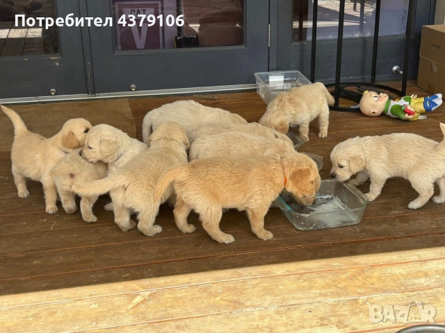Голдън ретривър  момченце родословен баща, снимка 8 - Голдън ретривър - 53006041