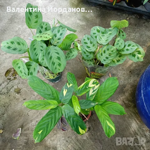 комплект стайни цветя , снимка 2 - Стайни растения - 56204830