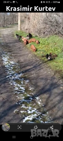 Малки Прасета Дюрок, снимка 4 - Прасета - 53377350