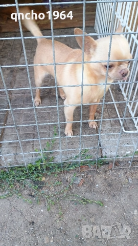 чихуахуа , снимка 9 - Чихуахуа - 52797684
