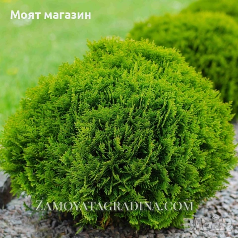Туя Голд Даника Tuja Danica Gold, снимка 6 - Градински цветя и растения - 53650029
