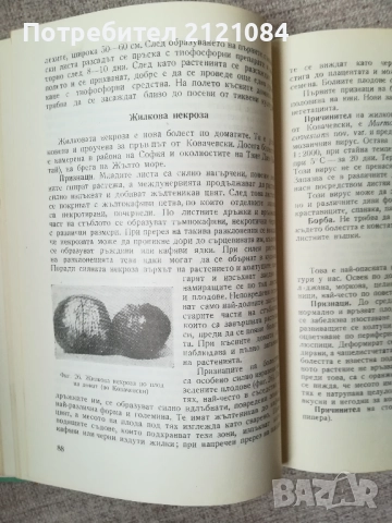  Болести и неприятели по зеленчуковите култури, снимка 6 - Специализирана литература - 52066901