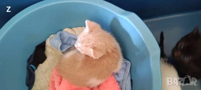 4 котета търсят своите стопани , снимка 4 - Други - 56178660