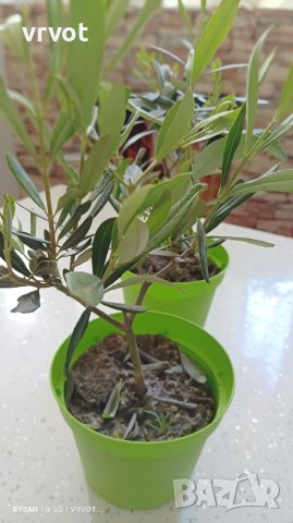 Маслина -Olea europaea Mini, снимка 3 - Градински цветя и растения - 40589519