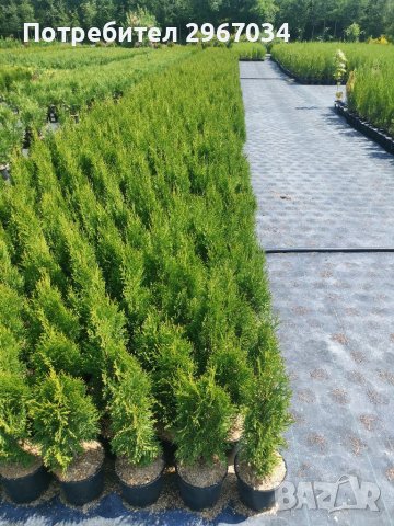 Туя смарагд 50см до60 см, снимка 3 - Градински цветя и растения - 41443288