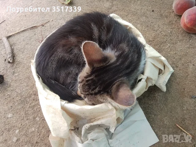 подарявам малки котенца, снимка 10 - Други - 55280636