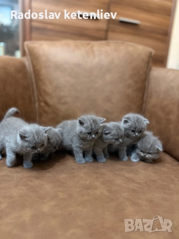 Шотландска клепоуха , снимка 10 - Британска късокосместа - 52379618