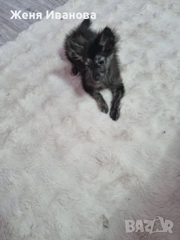 Померан Шпиц