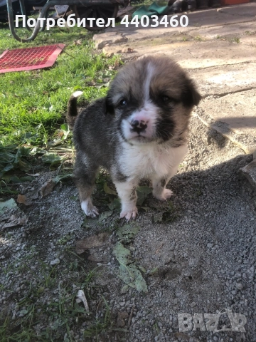 Подарявам кученце