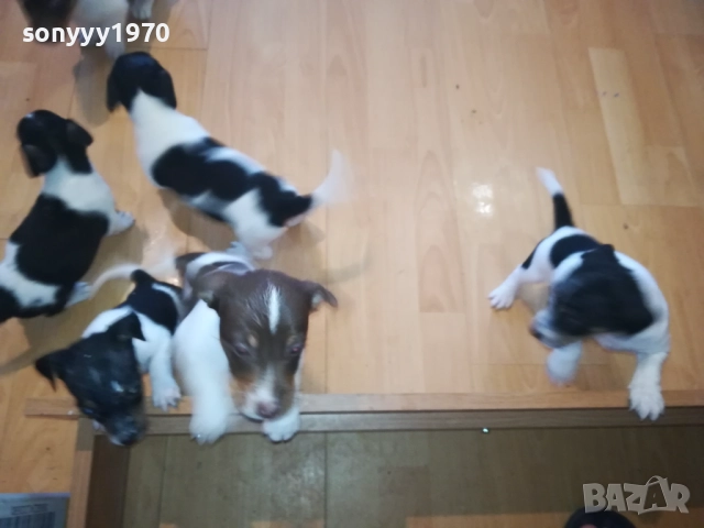 бебета-ДЖАК РЪСЕЛ 40 ДЕНА 3009252022, снимка 9 - Джак ръсел териер - 51895952