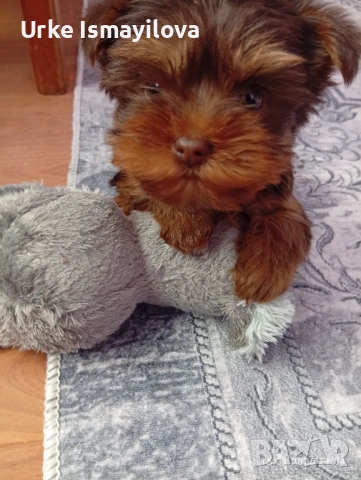 Мини йоркширски териер , снимка 2 - Йоркширски териер - 53534471
