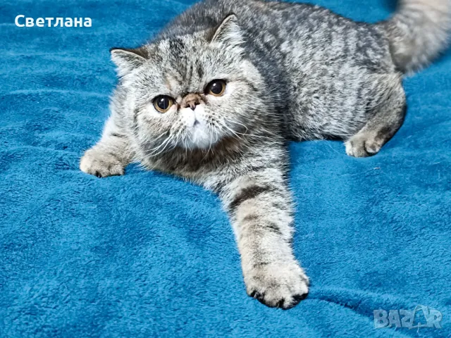 Екзотично късокосместо женско коте 🐈, снимка 12 - Персийска - 47058249