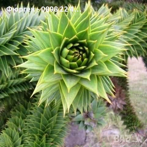 Араукария, Чилийски бор -Araucaria araucana Студоустойчив, снимка 2 - Разсади - 53580764
