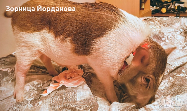 Мини прасенце, снимка 2 - Други животни - 53151836