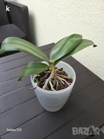 Орхидея Phalaenopsis Sogo Lawrence, снимка 3 - Стайни растения - 56056875