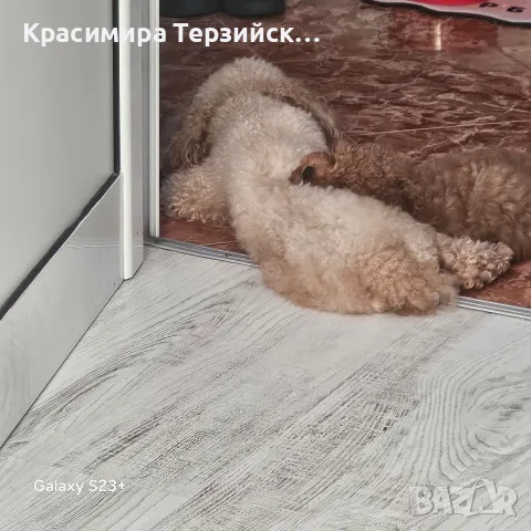 той пудел момче, снимка 4 - Пудели - 55786544
