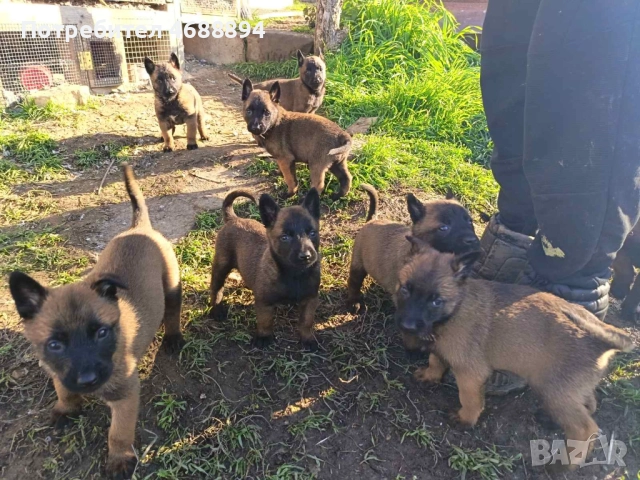 Продавам Белгийска овчарка „Малиноа“, снимка 3 - Белгийска овчарка - 52863873
