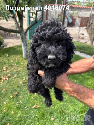 Кавапу & Cavapoo, снимка 3 - Други - 56288962
