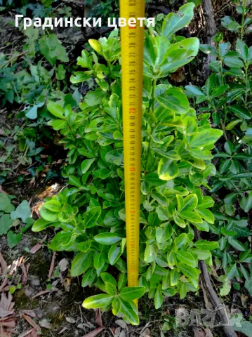 Голям Храст Евронимус  Вариегата Ограничен брой - 1 бр., снимка 4 - Градински цветя и растения - 41319074