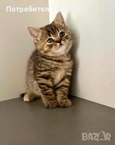 Британски късокосмести - кафяво таби, снимка 4 - Британска късокосместа - 55796359