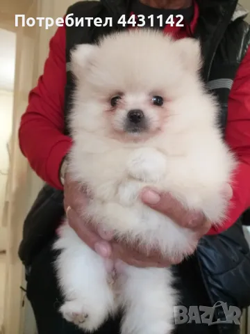 мини цпиц померан , снимка 1