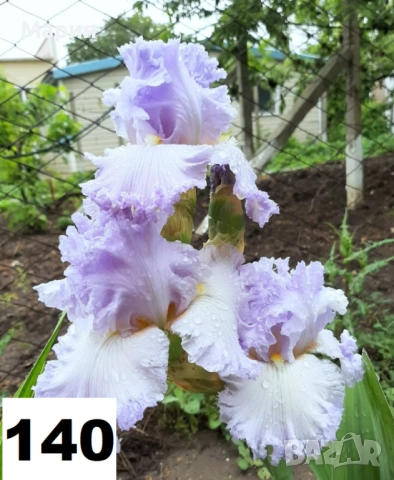 Сортови вискоки ириси /брадати ириси, снимка 15 - Сортови семена и луковици - 46410478