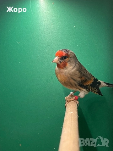 Продавам хибрид