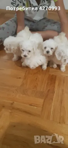 Мини малтийски болонки , снимка 1