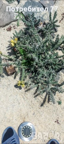 Няколко вида студоустойчиви кактуси и сукуленти, снимка 6 - Градински цветя и растения - 37368313