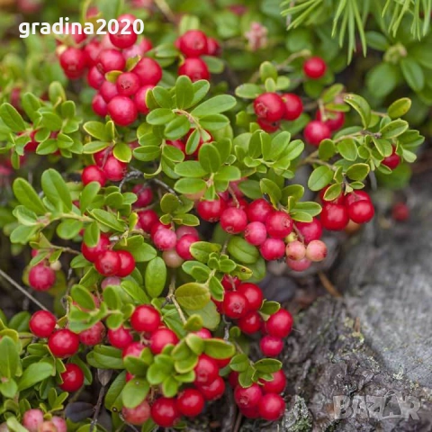 Американската червена боровинка, снимка 3 - Разсади - 52921783