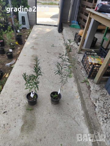 Облепиха (Hippophae) - Растения и Плод, снимка 6 - Градински цветя и растения - 29191609