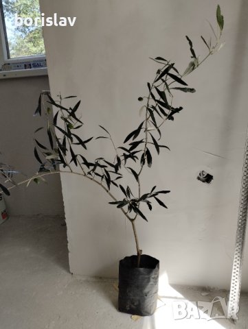 Студоустойчиви гръцки маслини, снимка 6 - Градински цветя и растения - 42298151