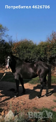 Кобила на 4 години, снимка 2 - Коне - 52122296