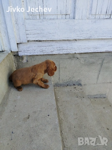 Кокер Шпаньол , снимка 4 - Кокер шпаньол - 53658067