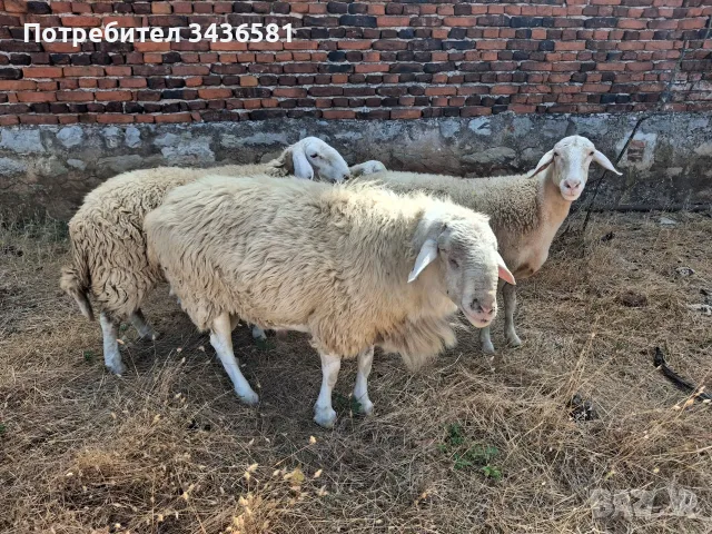 Продавам стадо чистокръвни овце. 5 майки и 1 овен., снимка 2 - Овце - 56059366