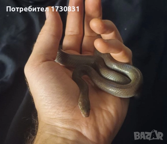 Африканска къщна змия (boaedon fugilinosus) - черна