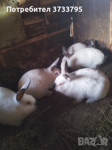 Калифорнийчета, снимка 6 - Други - 52656232